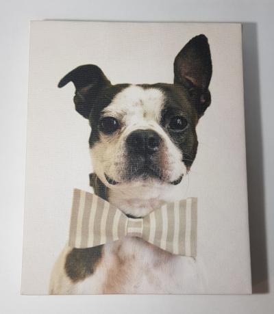 CANVAS PERRO CON MOÑO 20CM X 25CM 